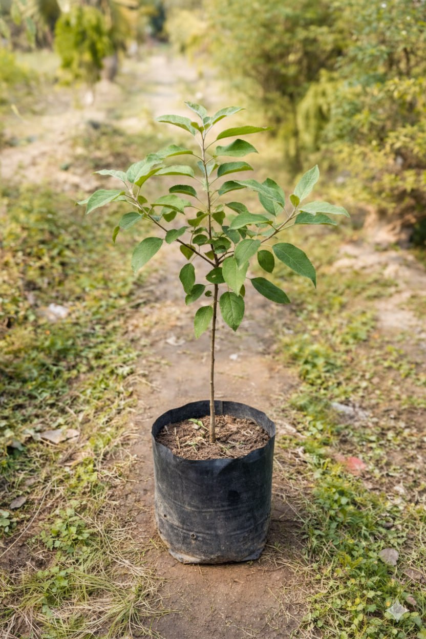 হরিমন ৯৯ আপেল