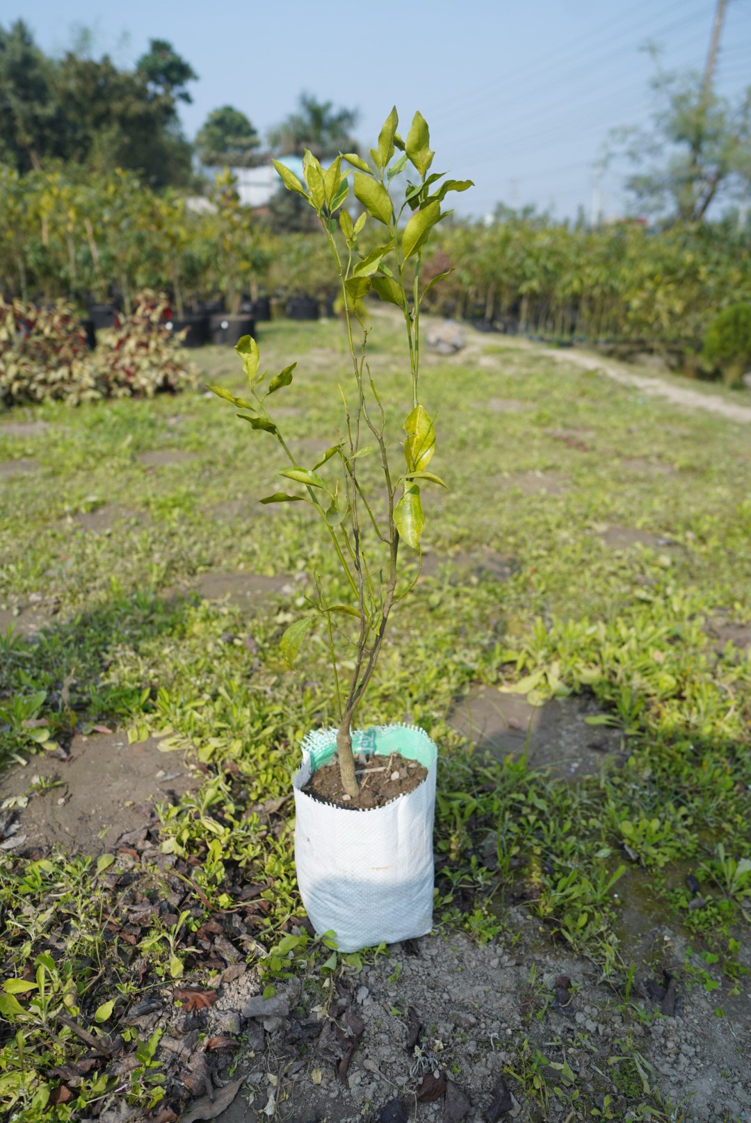 দার্জিলিং কমলা