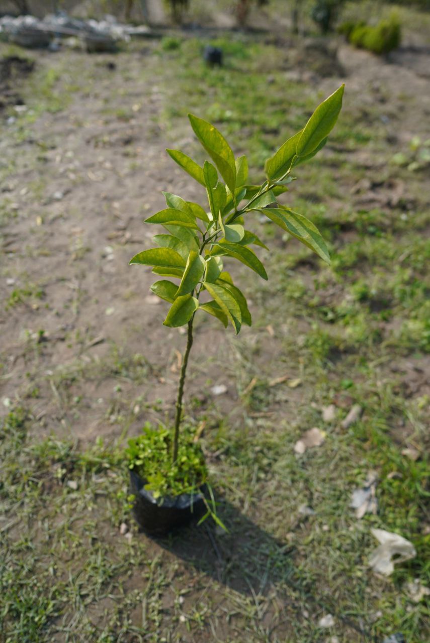ভিয়েতনামি মালটা