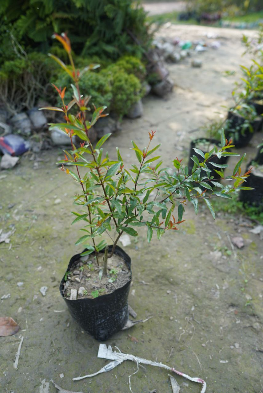 সুপার ভাগোয়া আনার