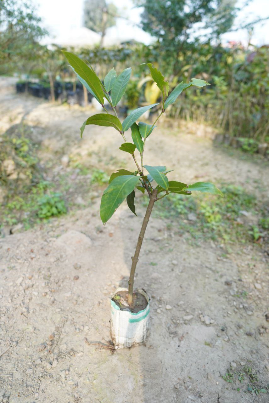 মোজাম্বিক গোল্ডেন কাজুবাদাম