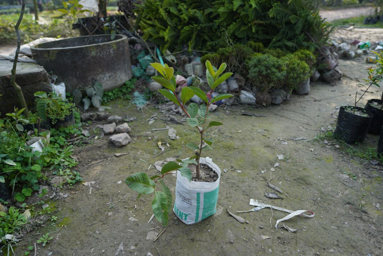 আপেল রেড পেয়ারা