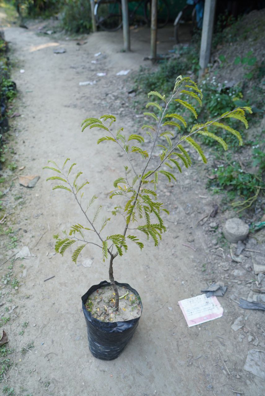 মিষ্টি তেতুঁল
