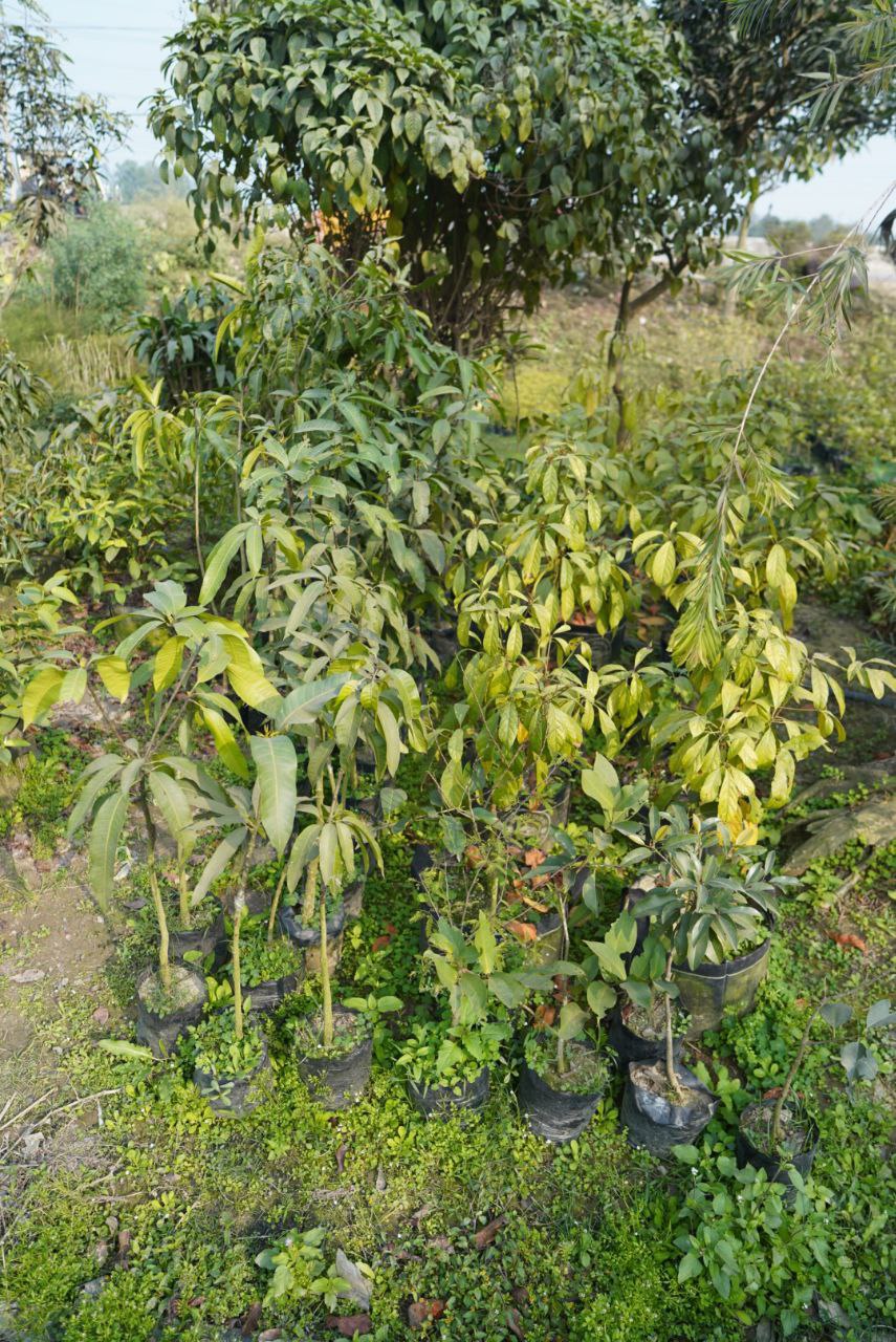 ডগ মাই শ্রী আম