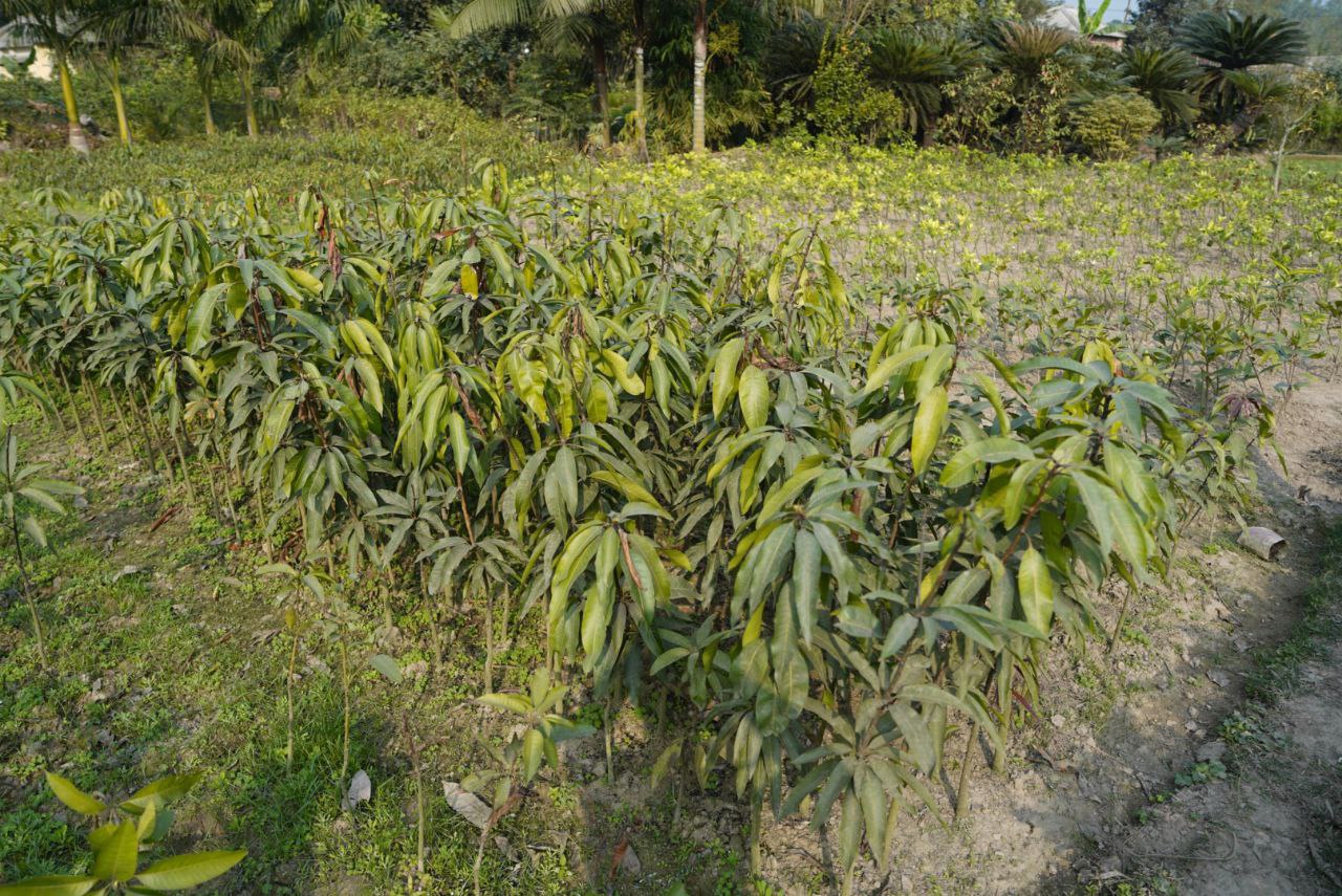 আমেরিকান রেড পালমার