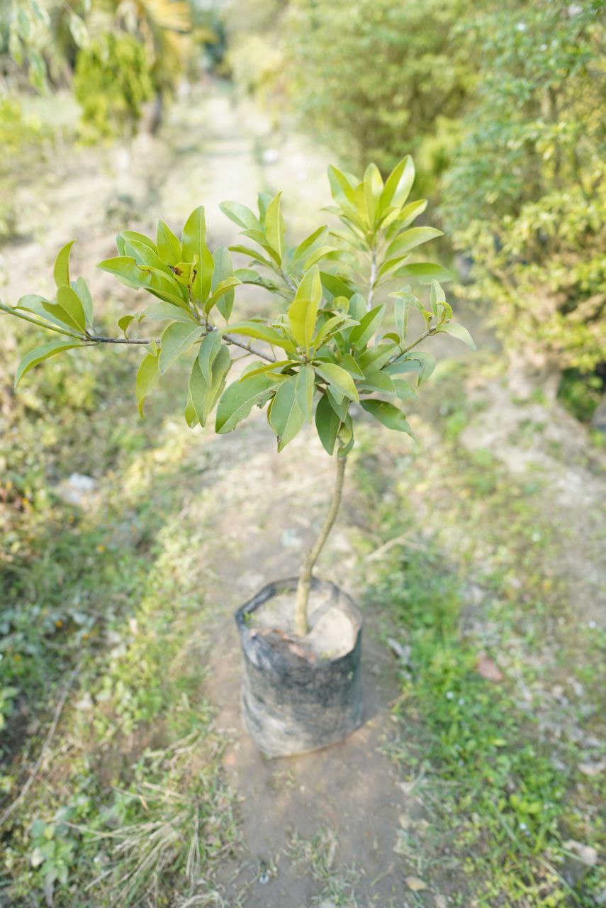 বারোমাসি সবেদা